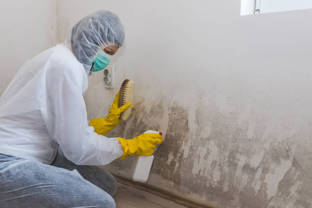 Best Airborne Mold Testing  in Primera, TX