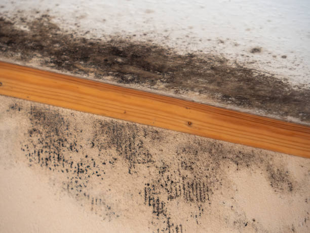 Best Post-Construction Mold Inspection  in Primera, TX