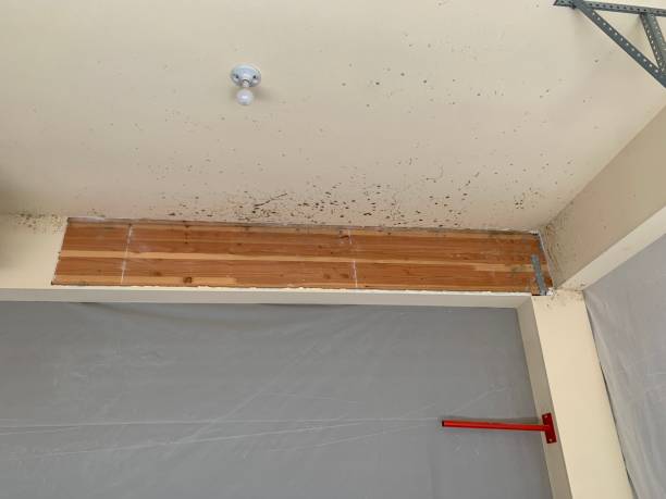 Best Comprehensive Air Testing for Mold Contaminants  in Primera, TX