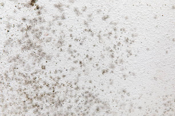 Best Real Estate Mold Inspection  in Primera, TX