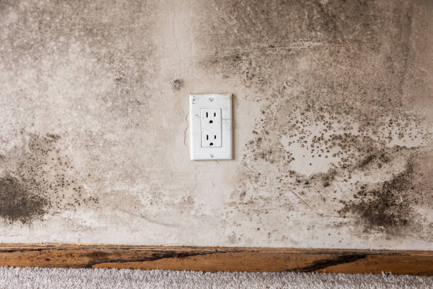 Best Air Quality Testing for Mold Spores  in Primera, TX