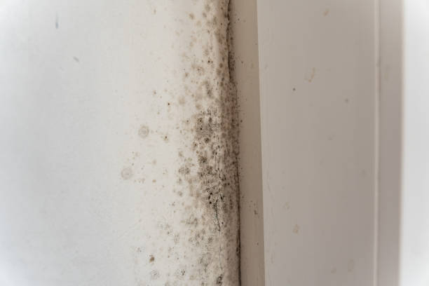 Professional Mold Removal in Primera, TX