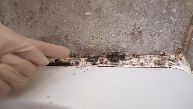 Best Dehumidification Services  in Primera, TX